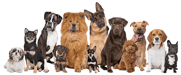 Pet Care